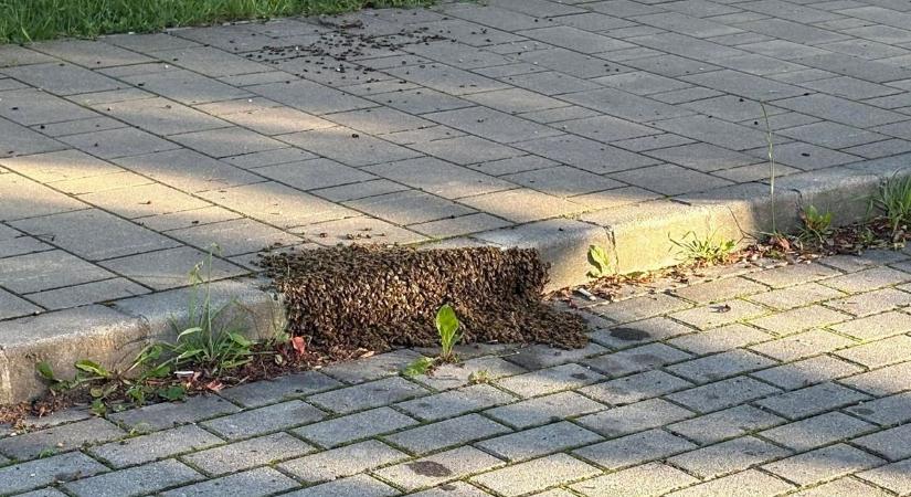 Ellepték a járdát a méhek Szombathely egyik forgalmas részén - fotók, videó