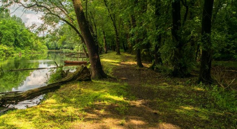 A Gemenci-erdő óriása: nézd meg, mi van a Pörbölyi Titán belsejében!