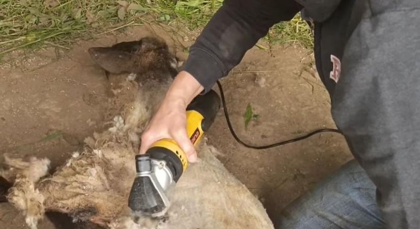 Levették a télikabátot a zalai birkák (videó)