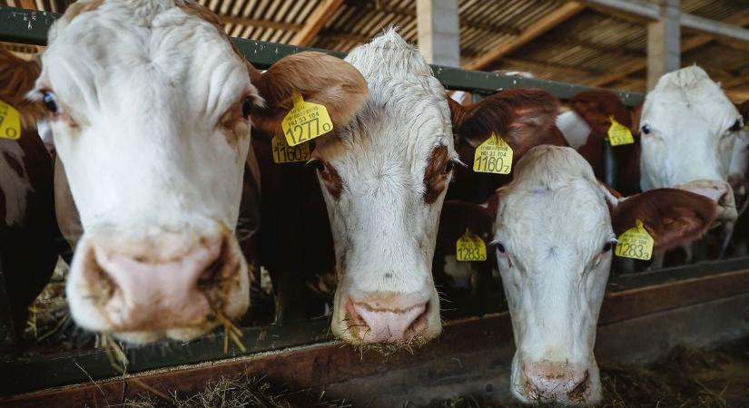 Darázsfészekbe nyúlt Magyar Péter – háborog az egész agrárvilág