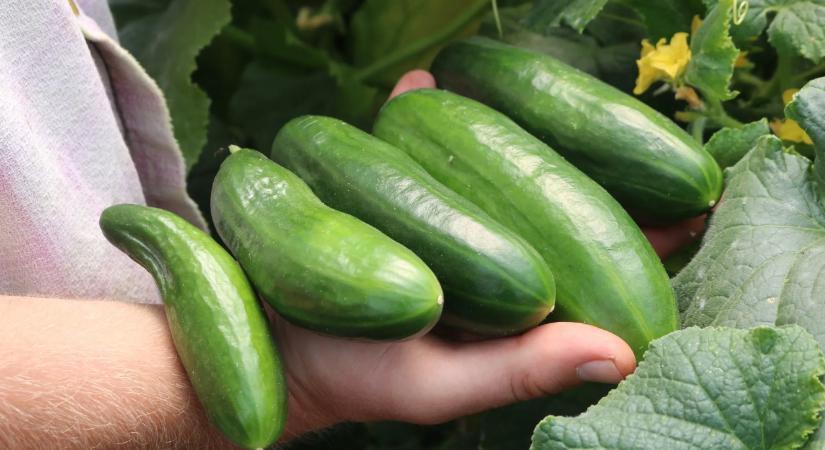 Dédapám óriási trükkje: csak ezt az egy dolgot tette az uborka alá, és őszig nem győzte szüretelni