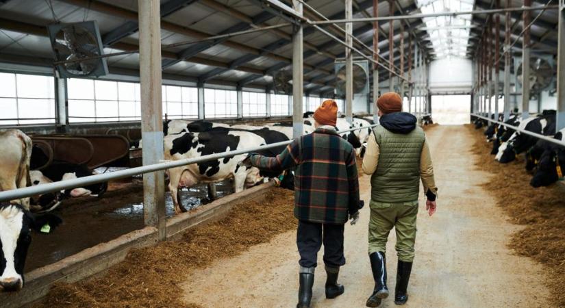 A tejtermelésben és a feldolgozásban is nélkülözhetetlenek a vendégmunkások