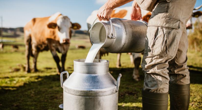 Tényleg az összeomlás fenyegeti a magyar tejágazatot vendégmunkások nélkül?