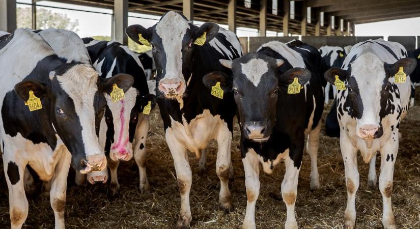 Darázsfészekbe nyúlt Magyar Péter: háborog az agrárium a vendégmunkás-stop miatt