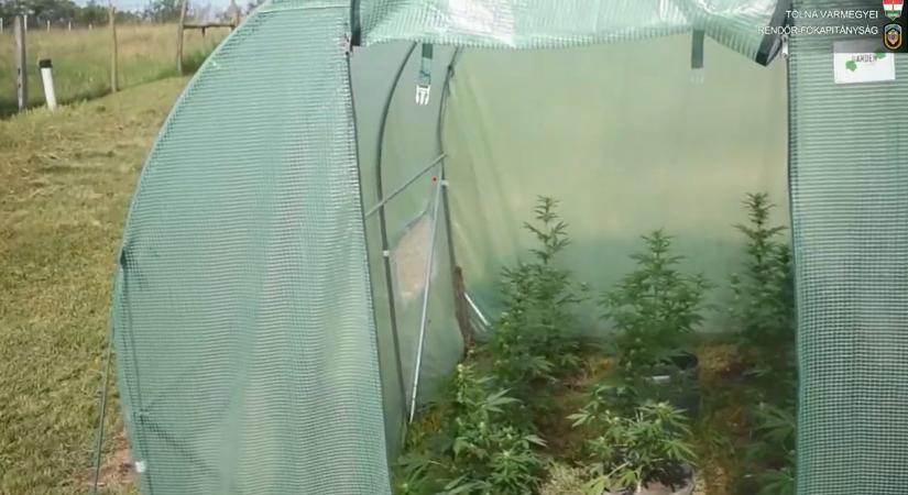 Lebukott a „kertész”: 12 cannabis-tövet találtak a fóliasátorban – VIDEÓVAL