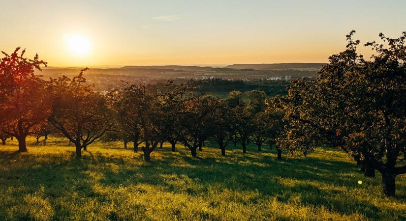 Ezért nem várhat a gyümölcsfák metszése júniusban