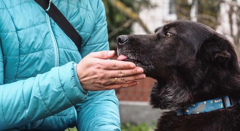 Örökbefogadnál? Június 13-án a Miskolci Állategészségügyi Telepen a helyed