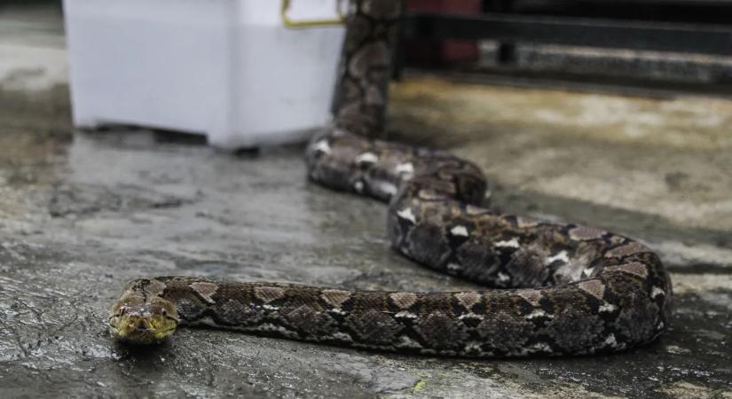 Borzalmas halál: óriáskígyó nyelte le egy 44 éves nőt