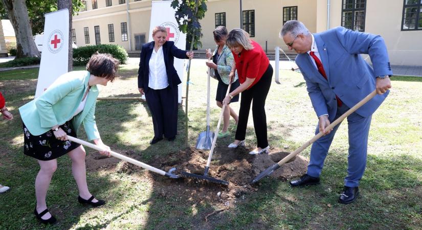 Csendes hősök gyökerei Kaposváron: elültették a véradók fáját a Vaszary parkban