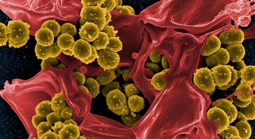Végig ott volt a lábunk alatt az antibiotikum, ami a szuperbaktériumok ellen is hathat