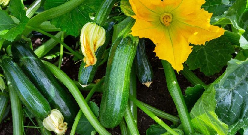 A cukkinit emiatt támadja meg gyorsan a lisztharmat - a megelőzés most különösen fontos