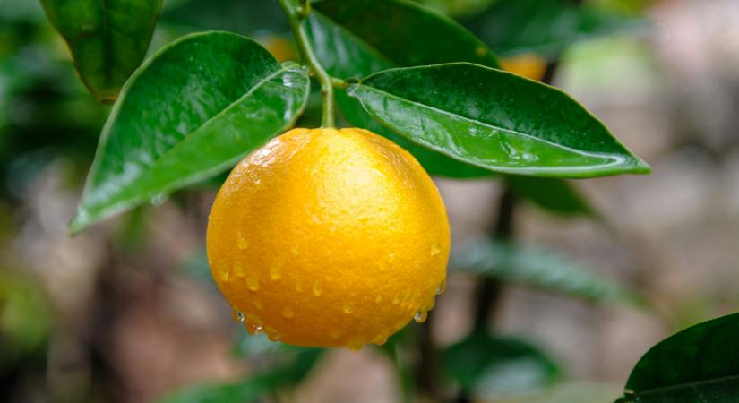 Lejárt a citrom ideje, mindent eláraszt az új citrusgyümölcs