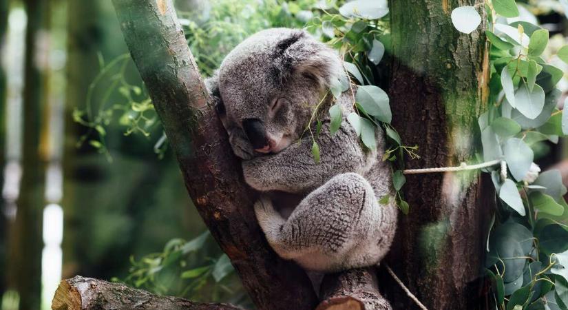 Chlamydia tizedeli a koalákat, de végre felcsillant a remény a megmentésükre