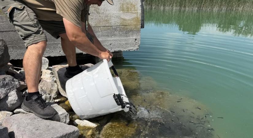 Menyhaltelepítés a Balatonban, újabb 9000 ivadék került a tóba