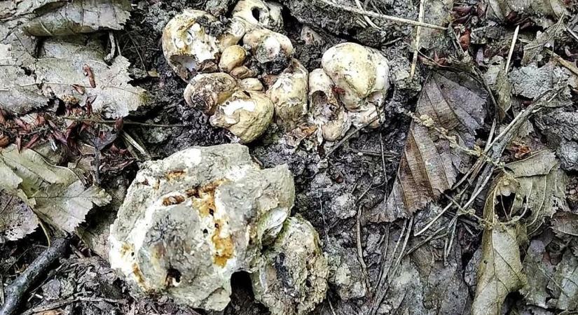 Olvasónk különleges dologra bukkant a zalai erdőben – évek óta visszajár oda, most elárulta a titkot