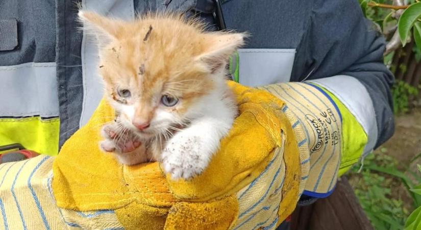 Kútba esett cicát mentettek a hajdú-bihari tűzoltók