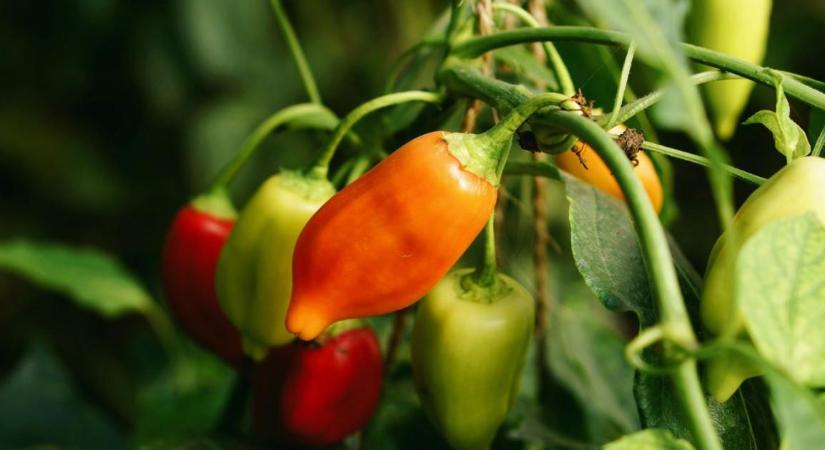 A paprika fejlődése hirtelen leállt? A gyökérnél is lehet probléma