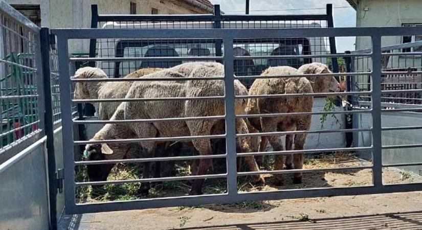 Hirtelen ötlettől vezérelve birkát loptak egy bojti birtokról