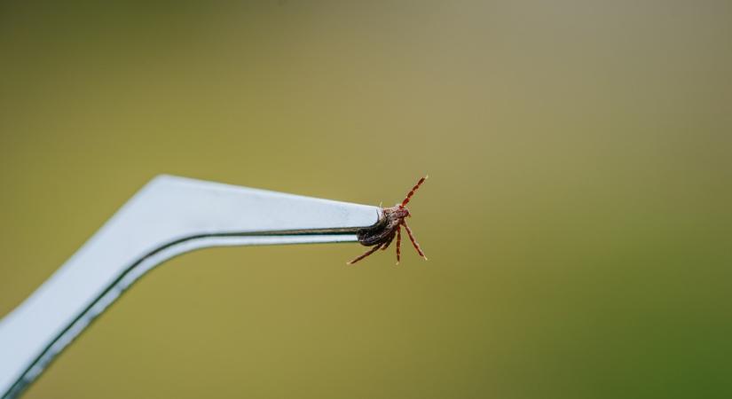 A kullancsok száma akár 99 százalékkal is csökkent - A tudósok azt javasolják, hogy szórja el ezt a kertjében