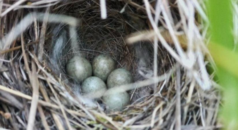 Nincs fa, nincs bokor, mégis itt nevelik fiókáikat a puszta énekesi
