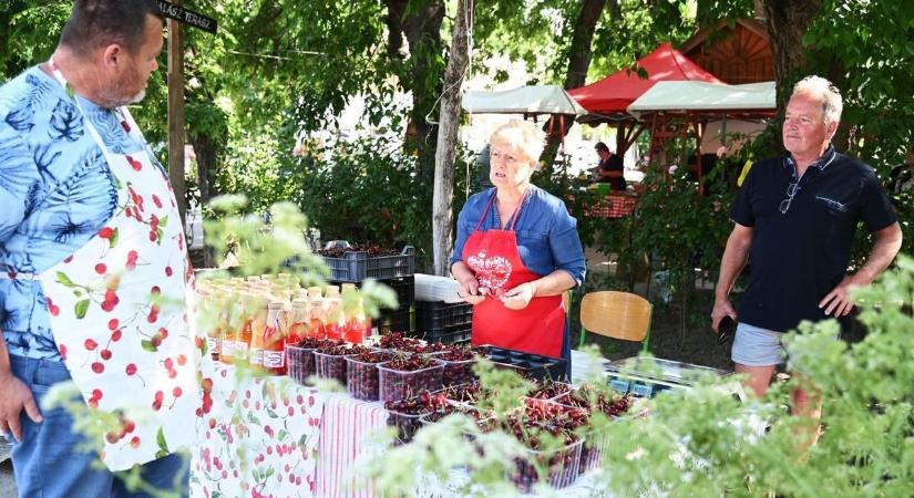 Meglepő károk érték a termést, nagyon furcsa dolog történt a nagykörűi cseresznyésekben