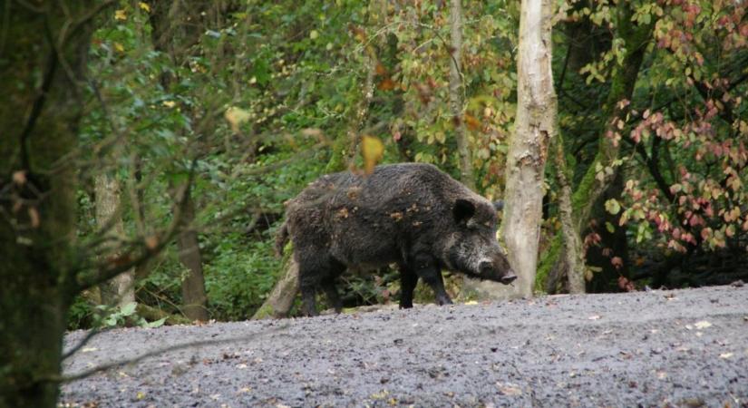 Tíz kilométeres sávban indul rendkívüli vaddisznógyérítés az autópályák mentén