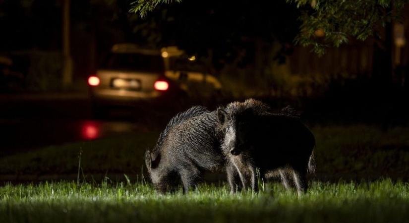 Vaddisznók vették birtokba Fonyód utcáit – feldúlták a kertet is