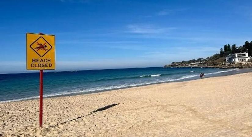 Súlyos cápatámadás a népszerű strandon - mindent beborított a vér