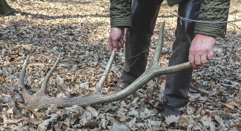 Huszonhárom millió forint értékben találtak nála agancsokat – most bűnhődik