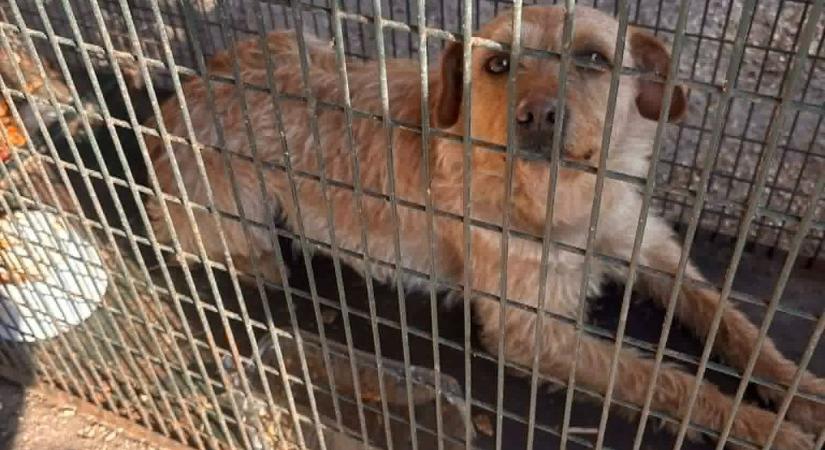 Elszabadulni látszik a helyzet: egyre több a kóbor kutya, a településen már élvefogókkal védekeznek
