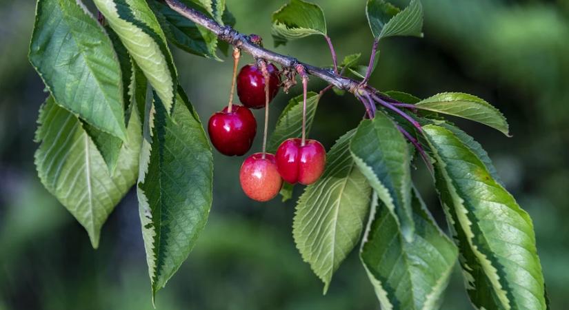 NAK-FruitVeb: megkímélte a fagy a cseresznyét