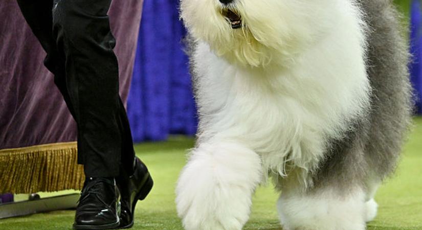 Magyar bobtail a világ legszebb kutyája