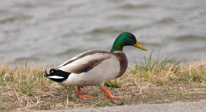 Jó hírt kaptak a Római-part látogatói