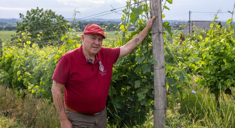 A szőlőt fenyegeti az aszály, így írhatja át az egész szüretet a baji borász szerint