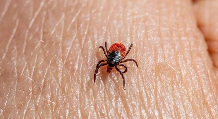 Halálos fenyegetés! – Új térségben jelent meg a Lyme-kór egy ritkább kórokozója