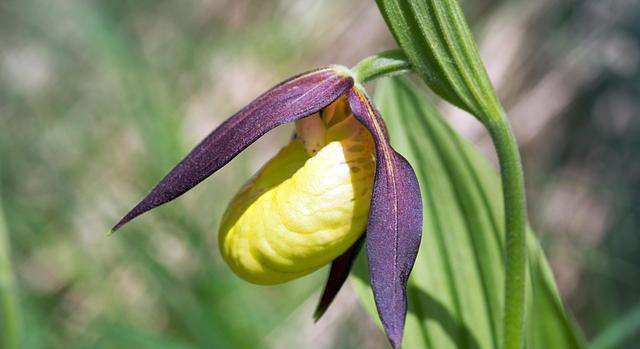 Virágzik székelyföldi élőhelyein Európa leglátványosabb vadon élő orchideája, a boldogasszony papucsa