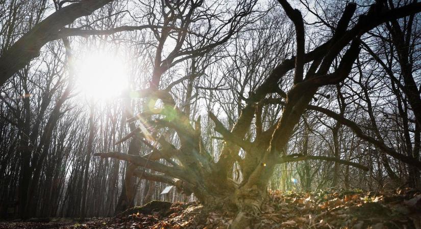 Évekig titkolta a vadász az osztrák erdőben talált holttestet: sokkoló részletek derültek ki a rejtélyes ügyről