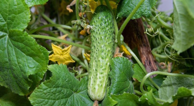 Az uborka lisztharmatát emiatt nehéz megállítani - a korai felismerés mindent eldönthet