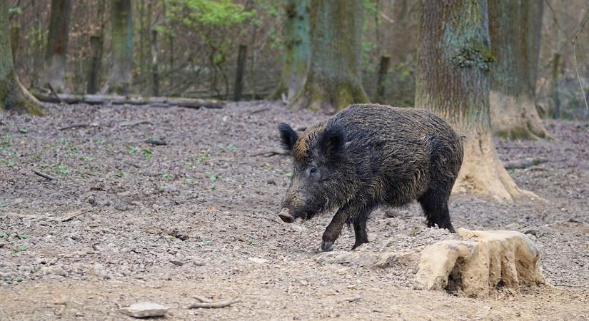 Rendkívüli vaddisznóállomány-csökkentést rendelt el az országos főállatorvos