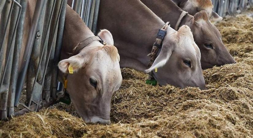 Több gazdaságot is bezártak tuberkulózis miatt Ausztriában