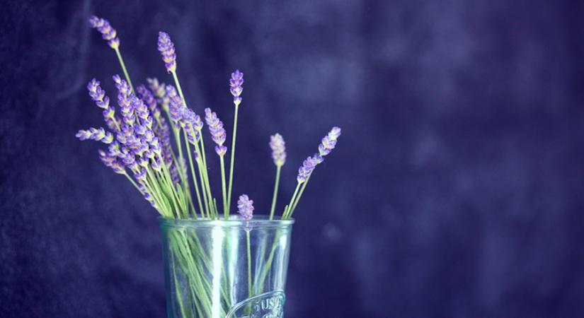 Lassú kortyok, levendulás zamatok: jön a kőröshegyi piknik