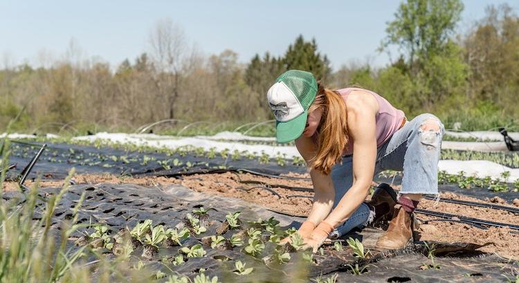 Vendégmunkás-stop: Bóna Szabolcs szerint biztosított az agrárium munkaerő-ellátása