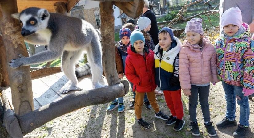 Nem akarnak nagyobbnak látszani: egyedi módon küzd a látogatókért a debreceni állatkert