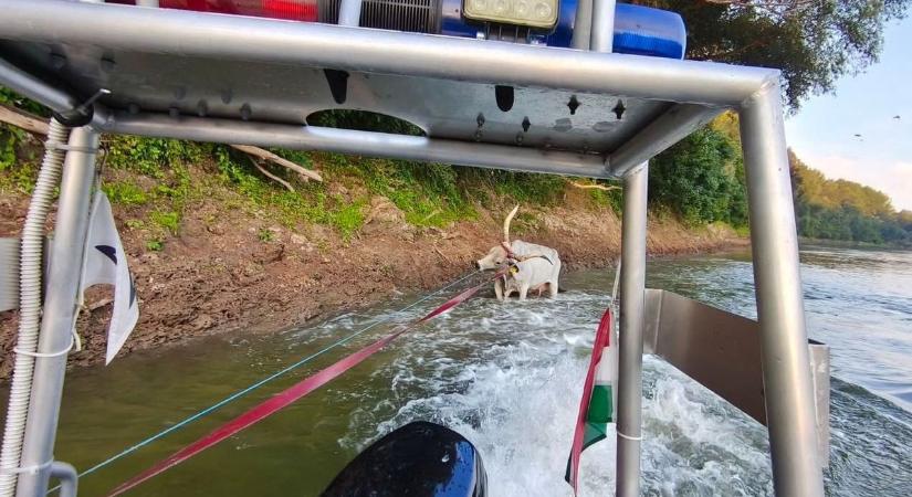 Hajóval siettek a vízirendőrök a Tisza mély sarába ragadt rákóczifalvai szarvasmarha megmentésére