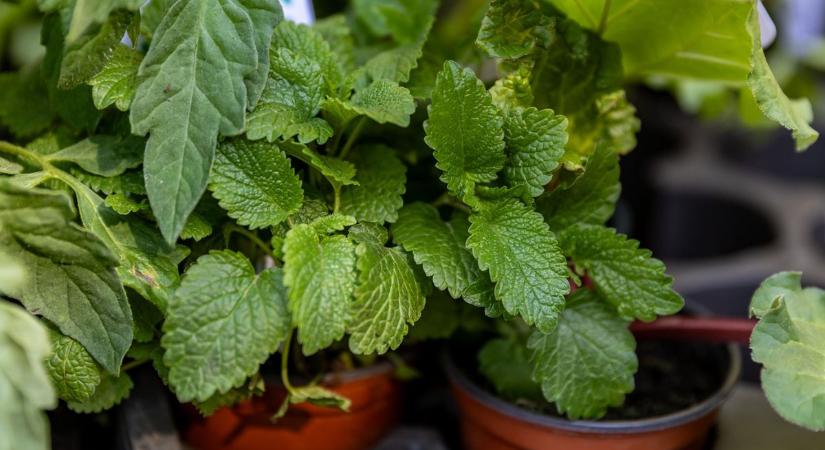Így marad életben a bazsalikom és a menta: konyhakerti tippek a főkertésztől