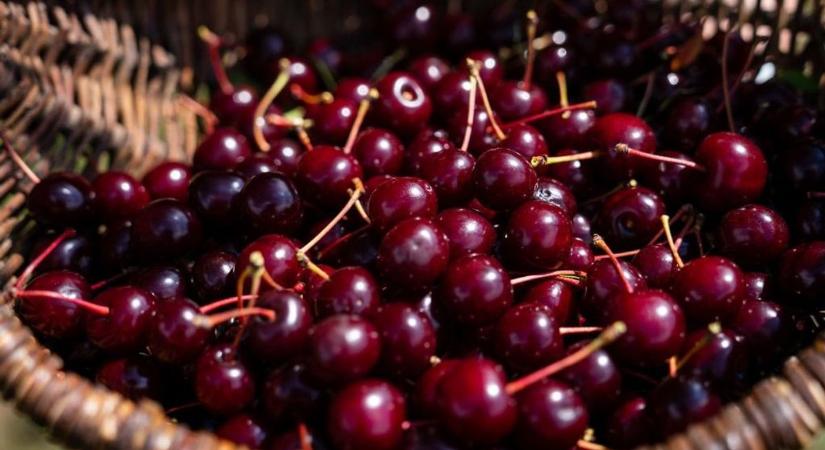 Annyi a meggynek? Rosszak a kilátások és aranyáron mérik a gyümölcsöt