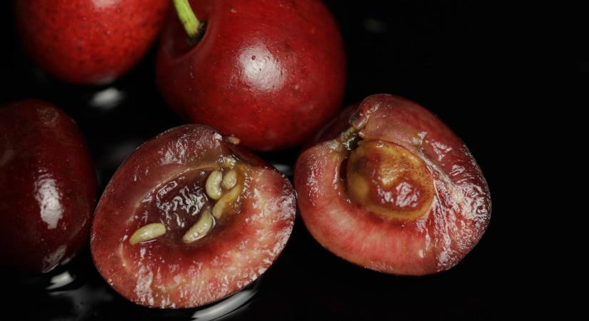 Véletlenül megettél egy kukacos cseresznyét? Erre figyelmeztet az orvos