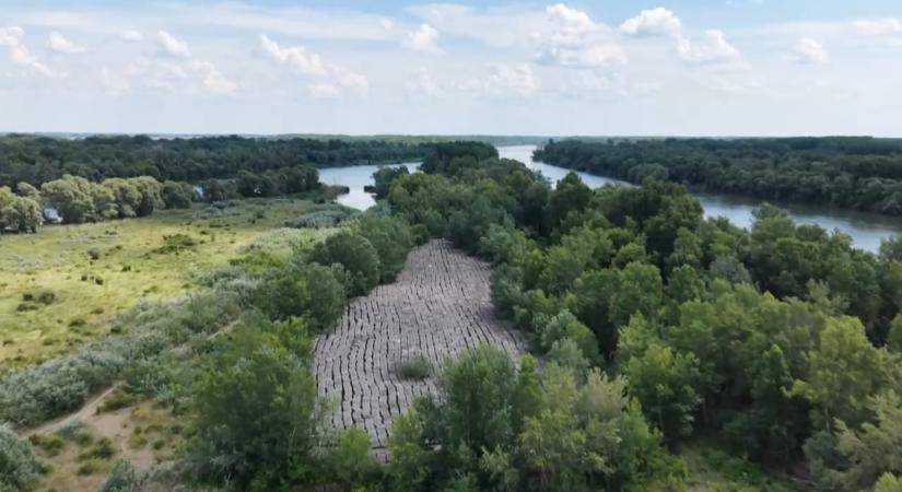 Titokzatos betontenger rejtőzik az erdőben – utánajártunk, mit keres 13 ezer tömb a Duna partján