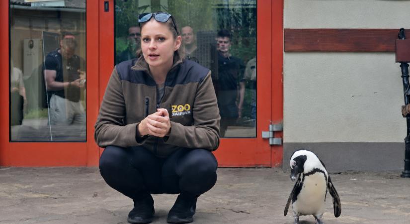 Így hódítja meg gondozója szívét a debreceni állatkert pingvinje – élmények, amelyeket élőben kell látni