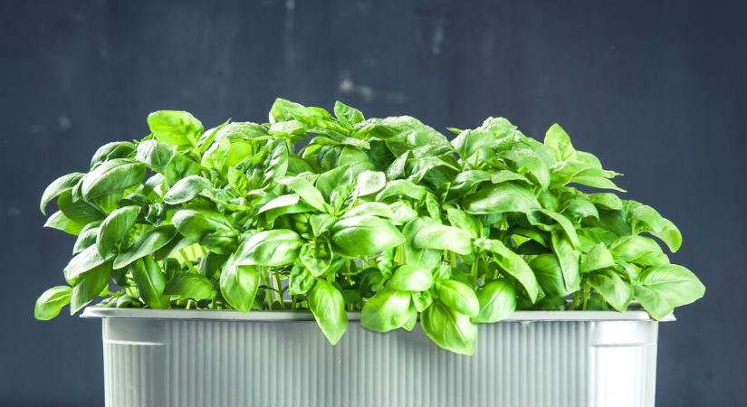 Nagymamám mindig tartott egy növényt az ablakpárkányon: Nagyon jó oka volt rá